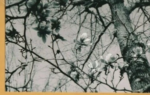 Early 2000's, Gelatin Silver Photograph, Unknown Photographer, Flowers, Trees - Picture 1 of 2