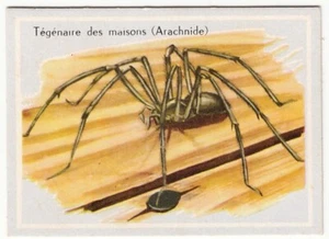 TEGENARIA DOMESTICA TÉGÉNAIRE DOMESTIQUE IMAGE CARD 1960'S - Picture 1 of 2