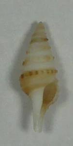 GEMMULA RARIMACULATA 13.03mm SUPER CHOICE SPECIMEN Richards Bay, South Africa - Picture 1 of 2