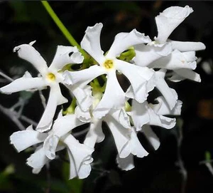 Trachelospermum (sin. Rhyncospermum) jasminoides 80-110cm - Bild 1 von 1