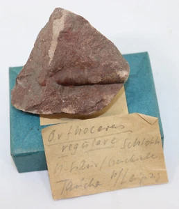 Nautiloid, Orthoceras regulare, Silur, Geschiebe, Leipzig, Deutschland -i674 - Picture 1 of 4