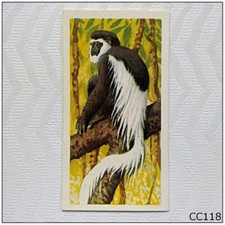 Brooke Bond African Wild Life #6 Colobus Monkey Tea Card (CC118)