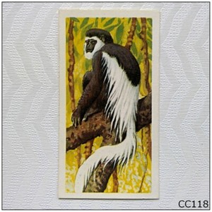 Brooke Bond African Wild Life #6 Colobus Monkey Tea Card (CC118)