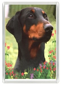 DOBERMANN PINSCHER HUNDEKOPF STUDIE KUNSTDRUCK NEUHEIT KÜHLSCHRANKMAGNET TOLLES GESCHENK - Bild 1 von 1