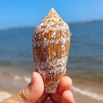 Large Conus Textile Cowrie Cone Natural Seashell Rare Real Beach Home 2.5-3" - Image 1 of 4