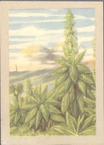 Jacques - Our Congo - 70 - Tree-like Spice Herb - Picture 1 of 1