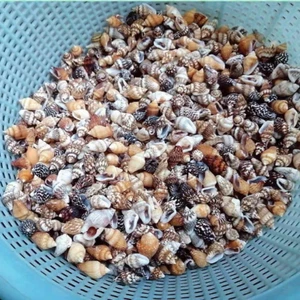 200g natural conch shell fish tank aquarium landscaping beautiful sea snail DIY - Bild 1 von 1