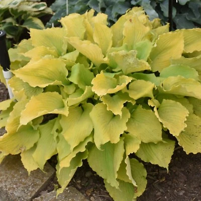 hosta ECHO THE SUN medium new yellow disease-free 2.5" pot = 1 Live Potted Plant - Image 1 of 3