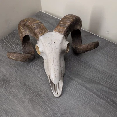 Escultura de pared calavera decoración de pared de ovejas de poliestireno, arte de pared 14" X 5" X 12", con Foto 1 de 4