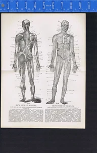 Front/Back Views of Muscles & Front Human Skeleton, -1899 Medical Anatomy Print - Picture 1 of 2
