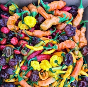 Chilli (Susies π Mystery Chilli πΆ Mix) 200+ Seeds Instructions Included x - Picture 1 of 10