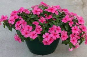 VINCA NANA ROSEA (250 SEMILLAS) - Imagen 1 de 3