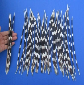 50 piece lot of South African Porcupine Quills 9 to 13 inches #50165 - Picture 1 of 1