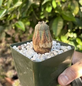 Euphorbia obesa Baseball Plant Succulent Cactus FEMALE - Picture 1 of 7