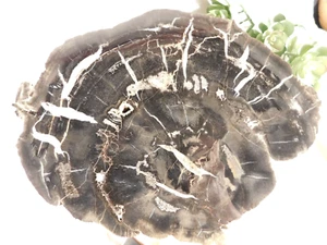 BIG! Polished Petrified Wood Fossil Slab Circle CLIFFS Utah 2828gr - Picture 1 of 15