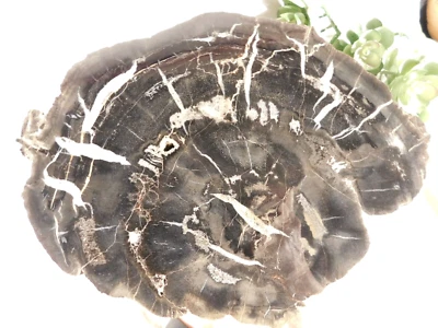 BIG! Polished Petrified Wood Fossil Slab Circle CLIFFS Utah 2828gr - Image 1 of 4