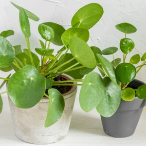 T&M Chinese Money House Plant Indoor Evergreen Pilea Peperomioides 2 x 11cm Pot - Picture 1 of 4