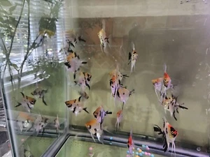 Young Senior Panda Yellow Head Angelfish ( Pack of 5 fishes ) live fish - Picture 1 of 2