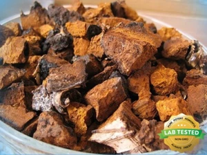 Pure Wild Alaska Dried Chaga Mushroom Chunks Organic 1 Pound - Picture 1 of 24