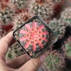 Hermoso jardín abigarrado 4 cm 1 pieza Gymnocalycium Ragonesei vivo plantación rara - Imagen 1 de 10