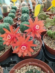 MATUCANA MADISONIORUM POT 10 RIF H2 NO COPIAPOA AZTEKIUM ARIOCARPUS AGAVE - Foto 1 di 6