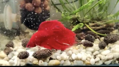 Moina Macrocopa eggs High protein Food For Betta Killifish Guppy Fish tank - Image 1 of 4