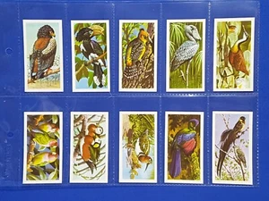 Brooke Bond Tea Cards TROPICAL BIRDS (BLACK BACK REPRINT) Set of 50 - Picture 1 of 10