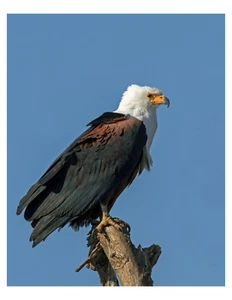 Águila pez africana - Impresión fotográfica 8x10 en 8,5" x 11" - Imagen 1 de 1