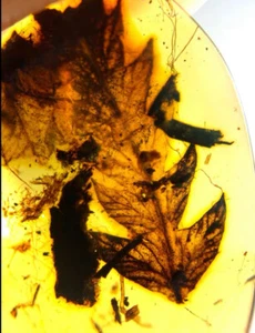 Fósil birmano Burmita Cretácico planta hoja ámbar fósil ámbar Myanmar - Imagen 1 de 7