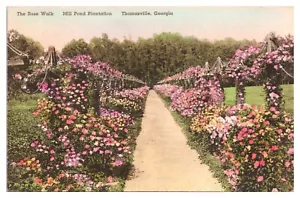 Hand Colored The Rose Walk, Mill Pond Plantation, Thomasville, Georgia Postcard - Picture 1 of 2