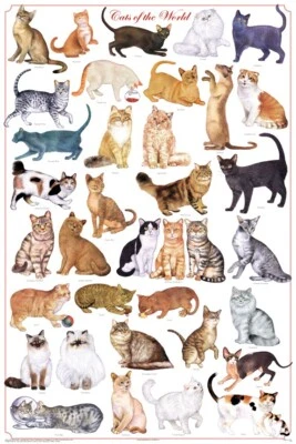 Poster Cats of the World Educational Classroom Chart - Image 1 of 2