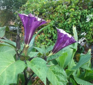 VERKAUFE JUNGPFLANZE-GEFÜLLTE ENGELSTROMPETE LILA/WEIß-DATURA-ACHTUNG-KEIN SAMEN - Bild 1 von 3