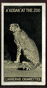 Tobacco Card, Carreras, KODAK AT THE ZOO, A Series, 1924, Cheetah, #38