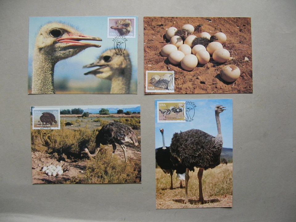 SOUTH AFRICA SWA, 4x maxi card maximumcard 1985, ostrich eggs - Image 1 of 1