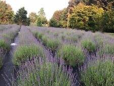 Lavender Live Plants, Spa Plants, Aromatic Herb, Well Rooted Plugs For Sale
