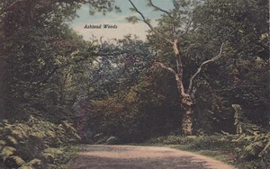 Postcard Ashtead Surry England Ashtead Woods E47 - Picture 1 of 2
