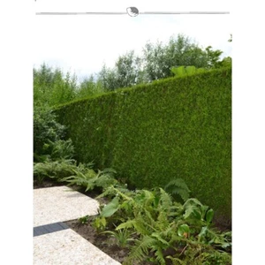 Lebensbaum Thuja Brabant 200-225 cm. 40 Thuja Pflanzen. Sichtschutz Hecke - Bild 1 von 4