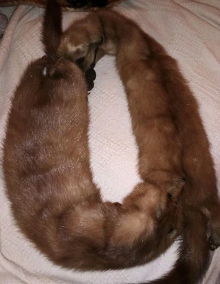 Vintage Whole 2 Mink Collar/Scarf/Stole-Genuine, Warm & Soft-Men & Women 30" - Image 1 of 4