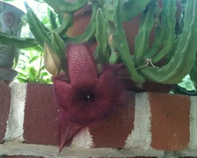 TWO Stapelia Grandiflora Cactus CUTTINGS Red Flowers Starfish Toad Carrion Plant - Image 1 of 2