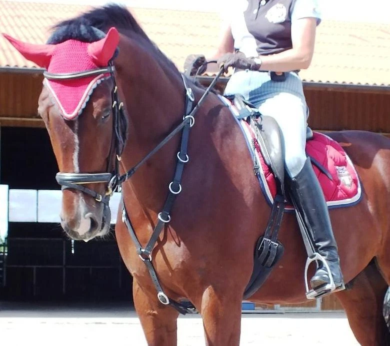 Martingal Hilfszügel Reit- Longierhilfe einfach Reiten Sicherheit beim Reiten - Bild 1 von 1