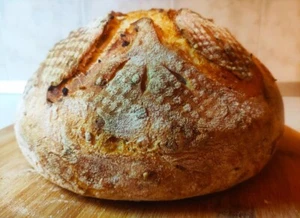 LIVE Sourdough Starter San Francisco yeast family maintain 223yr-TOP SELLER - Picture 1 of 4