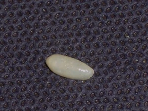 VOLVARINA SP. WONDERFUL - Picture 1 of 2