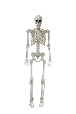 5ft White Poseable Skeleton Decoration, Halloween Outdoor Decor