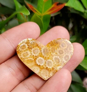 5 gr Increíble Raro Colección Natural Corazón Silicificado Espécimen Mineral - Imagen 1 de 5