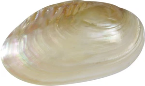 2 Fresh Water Clams Pearled Shells 7-8" (Set of 2) - Picture 1 of 4