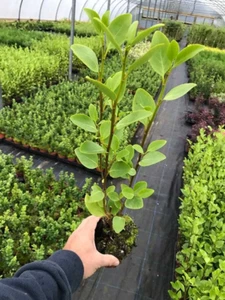 30 Griselinia Hedging Plants - New Zealand Laurel - apx 20-30cm Tall in Pots - Picture 1 of 10