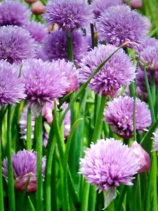 CHIVES SEEDS 250 Garden WILD FLOWER ,HERB SEEDS - Picture 1 of 4