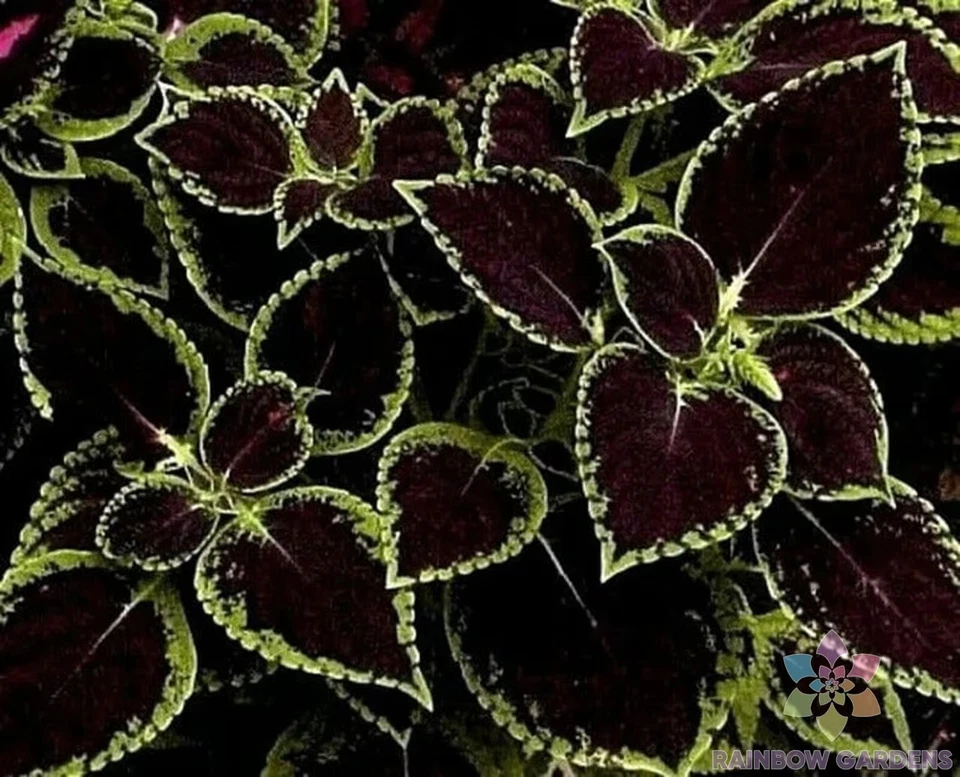 25 + 绿色小费黑色 Coleus 种子用于花园种植 - 美国 - 免费送货! — 第 1/1 张图片