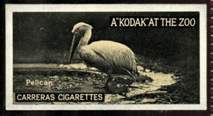 Tobacco Card, Carreras, KODAK AT THE ZOO, A Series, 1924, Pelican, #13