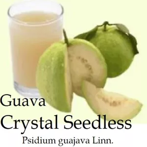 ~CRYSTAL SEEDLESS~ Guava Live Potd Flowering/Fruit Tree - 3-4 Ft - Picture 1 of 10